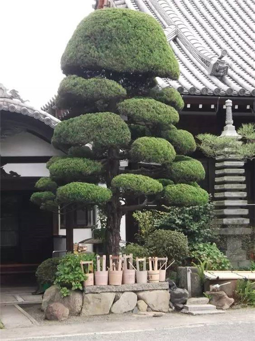 這些造型植物簡直逆天了！