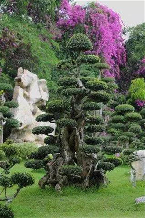 這些造型植物簡直逆天了！