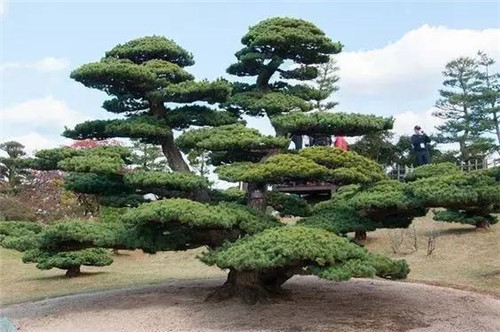 這些造型植物簡(jiǎn)直逆天了!