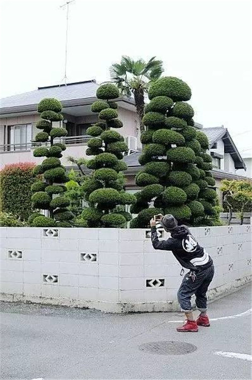 這些造型植物簡(jiǎn)直逆天了!