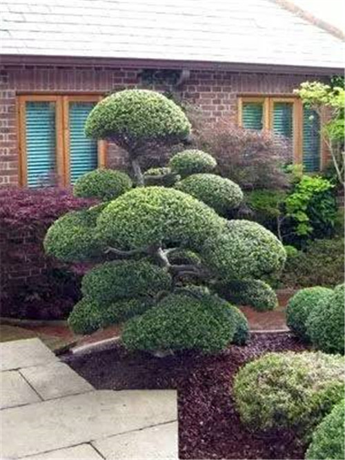 這些造型植物簡(jiǎn)直逆天了!