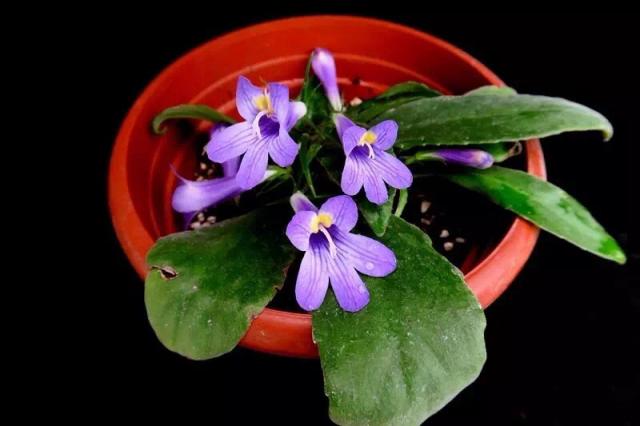 罕見(jiàn)苦苣苔科原生種 仲夏綻放上海植物園