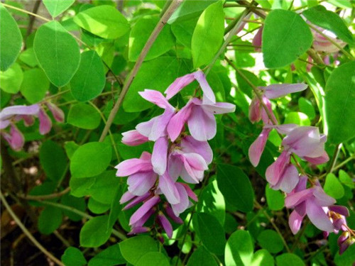 北方的夏花——花木藍(lán)