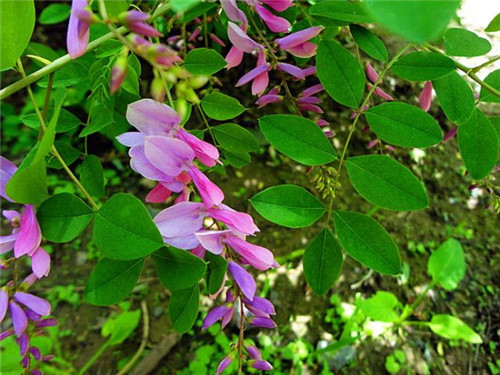 北方的夏花——花木藍(lán)
