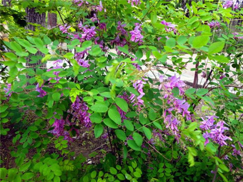 北方的夏花——花木藍(lán)