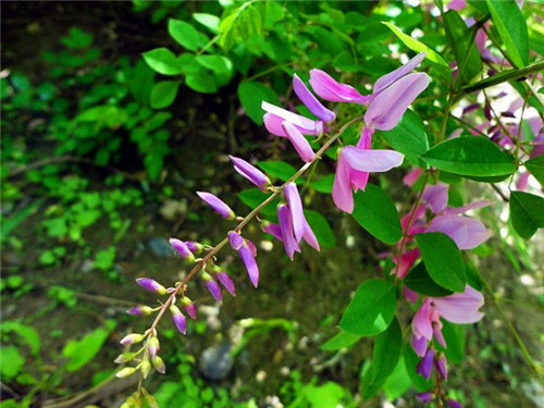 北方的夏花——花木藍(lán)