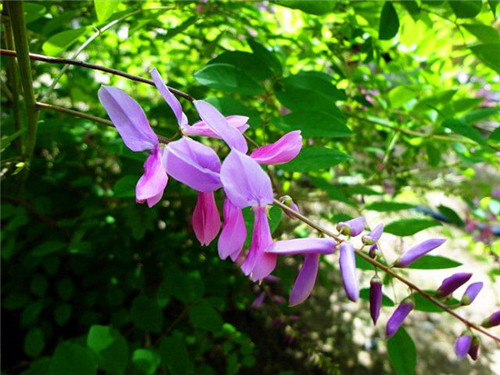 北方的夏花——花木藍(lán)