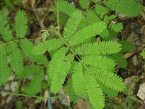 英國專家的研究表明,植物是有“語言”的