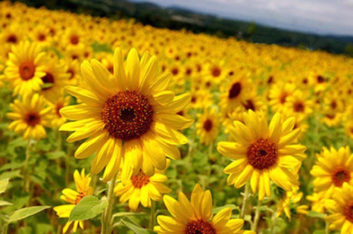 英國專家的研究表明,植物是有“語言”的