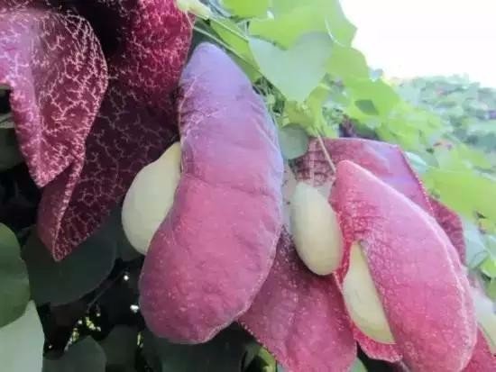 英國專家的研究表明,植物是有“語言”的