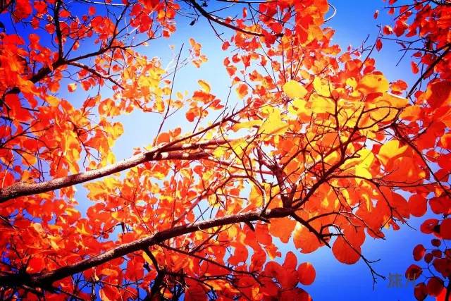 你知道如何種植苗木才能賺錢嗎?