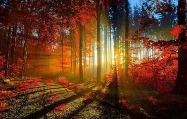 你知道如何種植苗木才能賺錢嗎?