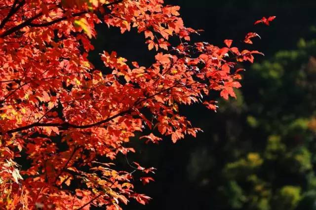 你知道如何種植苗木才能賺錢嗎?