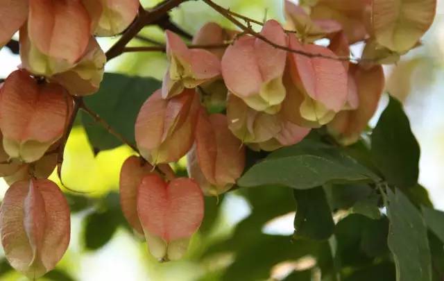 你知道如何種植苗木才能賺錢嗎?