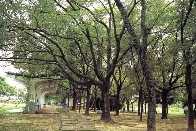 你知道如何種植苗木才能賺錢嗎?