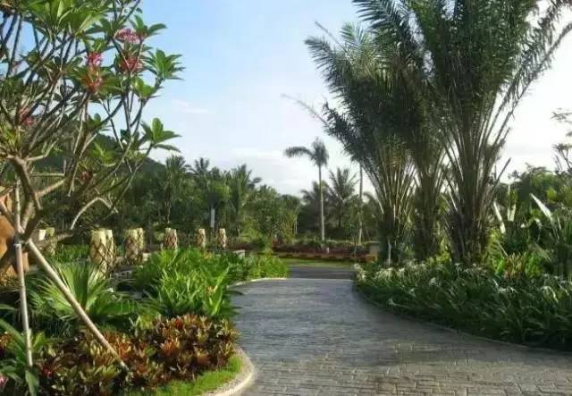 2017年南北苗木的發展趨勢又將是怎樣的？