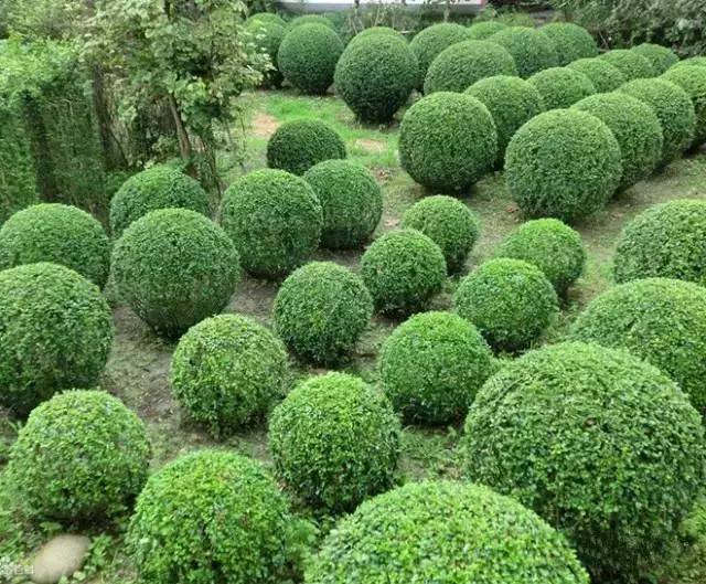 2017年南北苗木的發展趨勢又將是怎樣的？