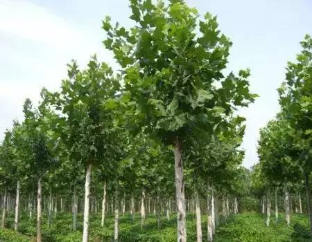 2017年南北苗木的發展趨勢又將是怎樣的？