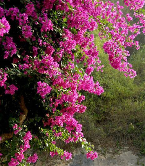 在公園經(jīng)常能見到的花卉