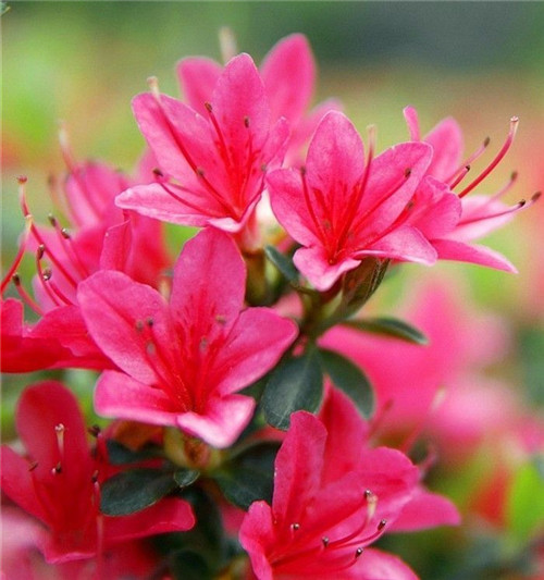 在公園經(jīng)常能見到的花卉