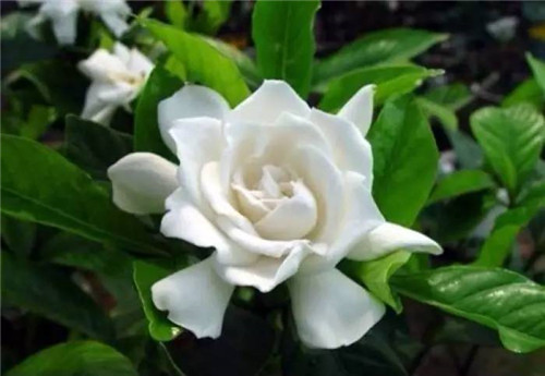 在公園經(jīng)常能見到的花卉