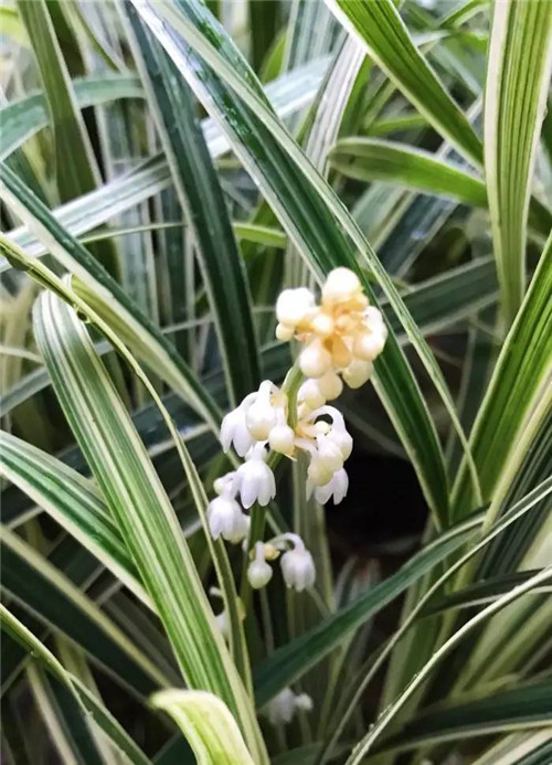 在公園經(jīng)常能見到的花卉