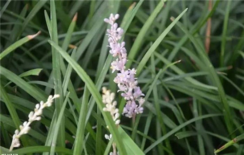 在公園經(jīng)常能見到的花卉
