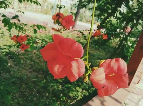 在公園經(jīng)常能見到的花卉