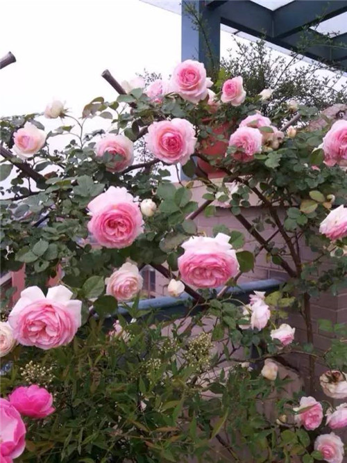 在公園經常能見到的花卉