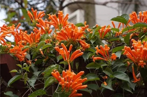 在公園經常能見到的花卉