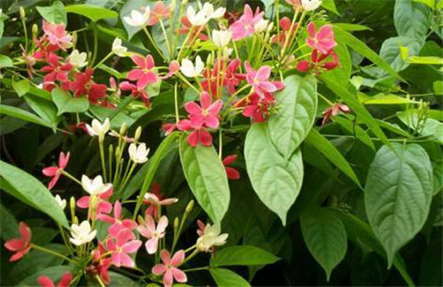 在公園經常能見到的花卉