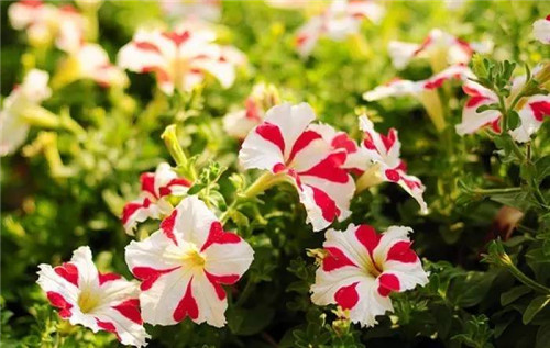 在公園經常能見到的花卉