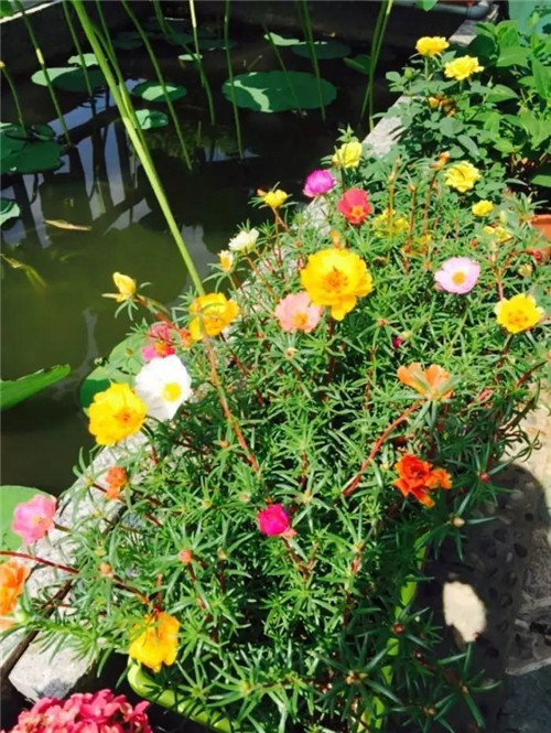 在公園經常能見到的花卉