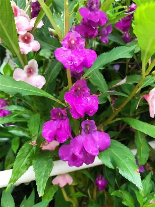 在公園經常能見到的花卉