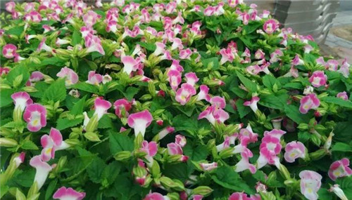 在公園經常能見到的花卉