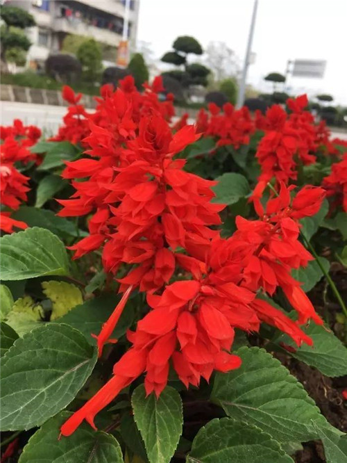 在公園經常能見到的花卉