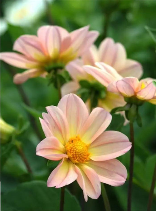 在公園經常能見到的花卉