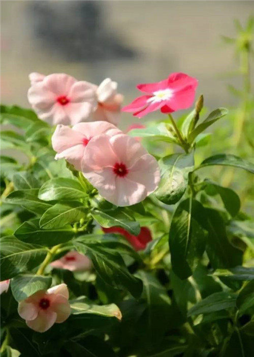 在公園經常能見到的花卉