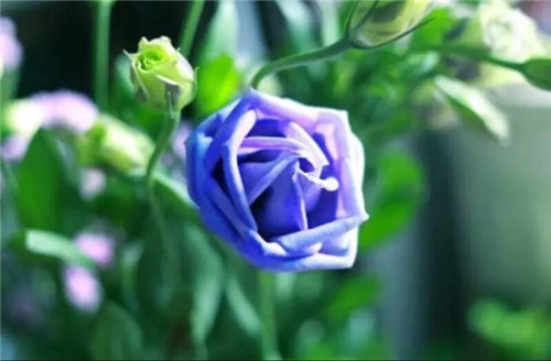 在公園經常能見到的花卉