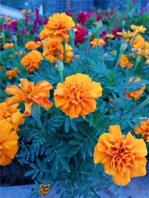 在公園經常能見到的花卉