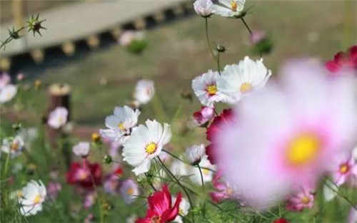 在公園經常能見到的花卉