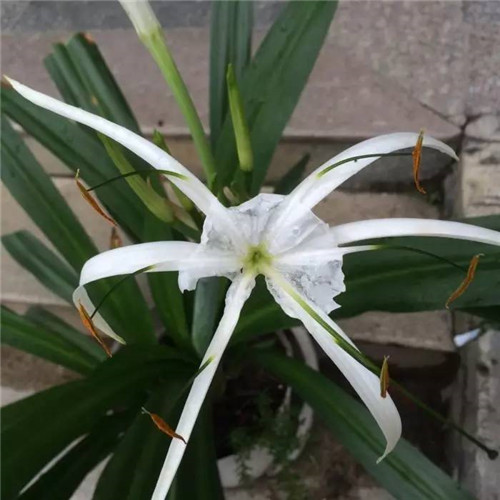 在公園經常能見到的花卉