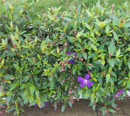 在公園經常能見到的花卉