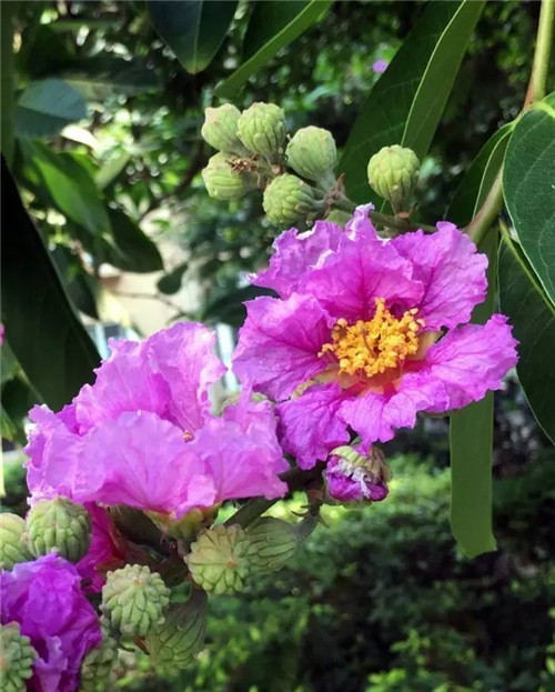 在公園經常能見到的花卉