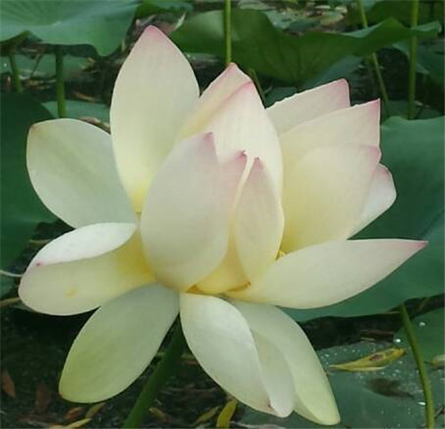 在公園經(jīng)常能見到的花卉