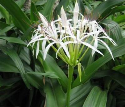 在公園經(jīng)常能見到的花卉