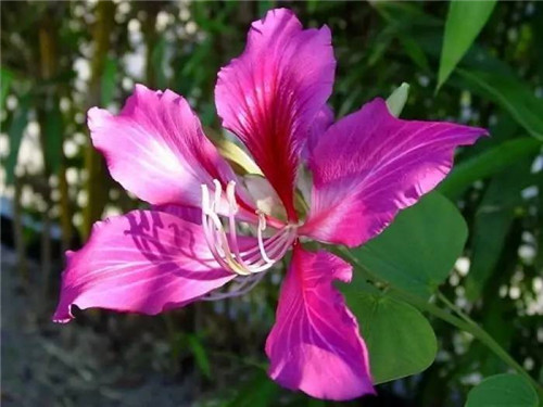 在公園經(jīng)常能見到的花卉