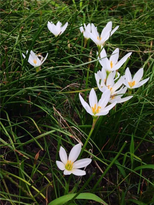 在公園經(jīng)常能見到的花卉