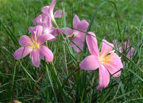 在公園經(jīng)常能見到的花卉