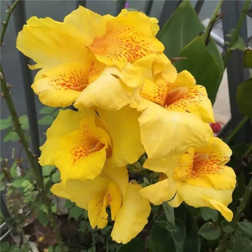 在公園經(jīng)常能見到的花卉